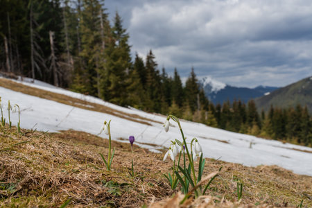 Spring landscape with the first flowers on the foreground in the mountainsの写真素材