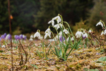 Spring landscape with the first flowers on the foreground in the mountainsの写真素材