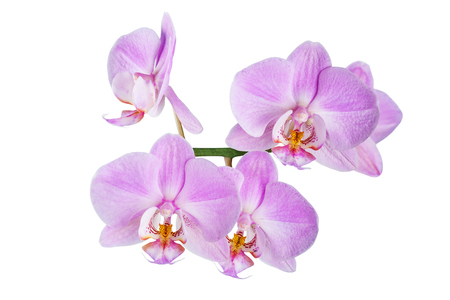 llac flowers of  beautiful orchid on white backgroundの写真素材