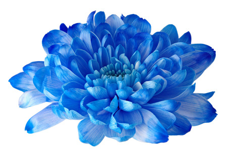 Beautifil blue flower with petals and heart on white isolated background. Pattern for the designer.の写真素材