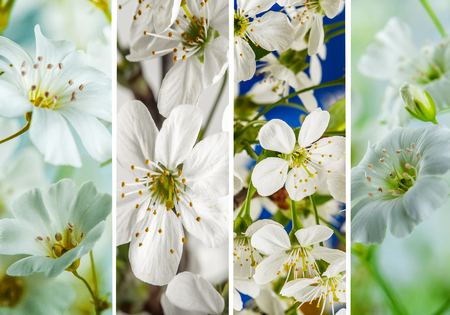 a collage of four parts of blooming spring flowersの写真素材
