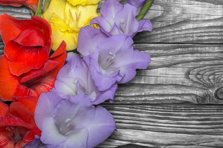Beautiful gladiolus flowers on wooden backgroundの写真素材