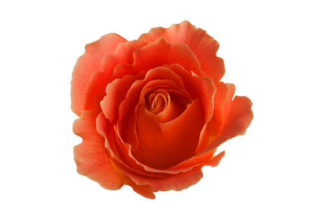 red rose beautiful and delicate on white backgroundの写真素材