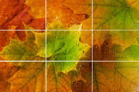 background from yellow green leaves of maple in the rain for designersの写真素材