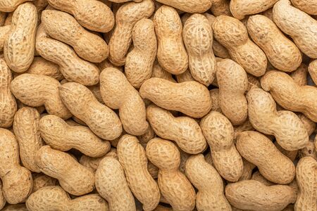 Peanuts in the shell. Texture for designers. Food. Background of peanuts.の写真素材