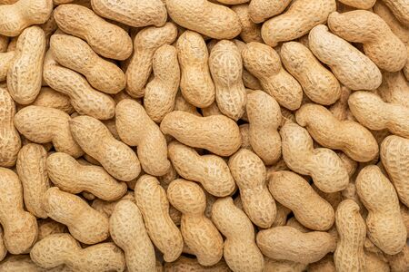 Peanuts in the shell. Texture for designers. Food. Background of peanuts.の写真素材