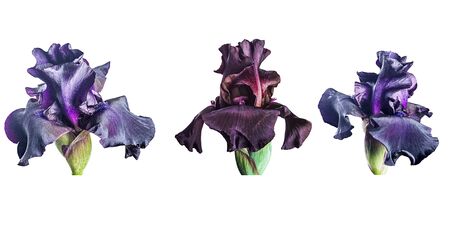 Iris flowers on a white background. Big flowers for designers.の写真素材
