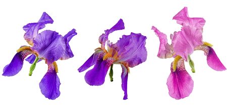 Iris flowers on a white background. Big flowers for designers.の写真素材