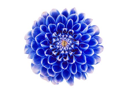 dahlia flower on a white background in isolation for designersの写真素材