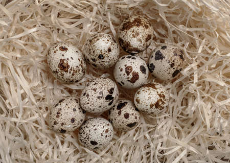 Fresh raw quail eggs. Protein diet. Healthy food.