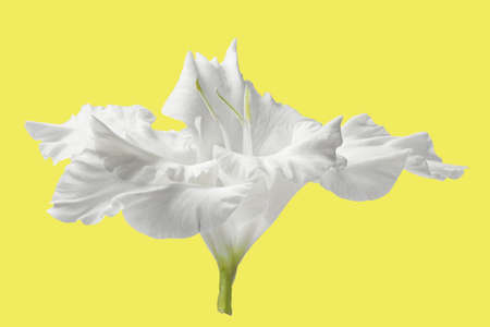 part of a beautiful white flower on a bright background
