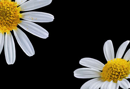 part of beautiful daisies on a black backgroundの写真素材