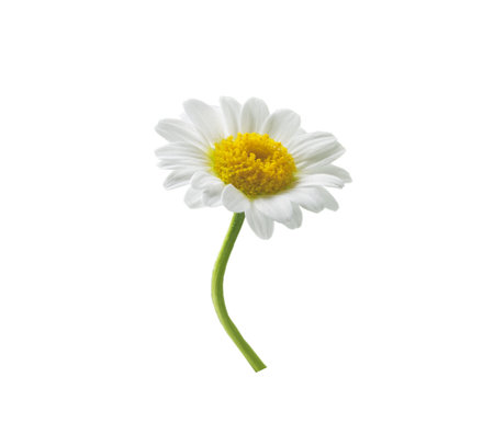 chamomile flower is beautiful and delicate for designersの写真素材
