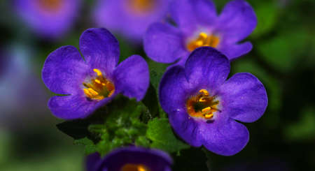wildflowers in blue and yellow on a background of lush greenery