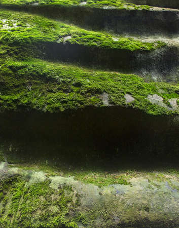 moss on stones background natural texture close-upの写真素材