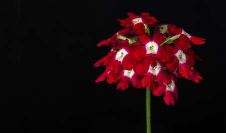 Blooming red flowers on the bushes on a dark background.の写真素材