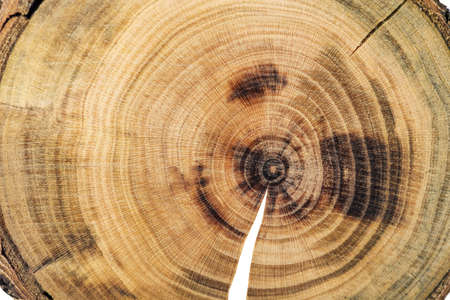 Growth rings and cracks on an old treeの写真素材