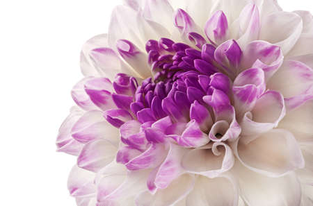 Part of white dahlia close-up floral background.の写真素材