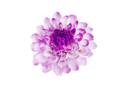 Beautiful white dahlia close-up floral background.