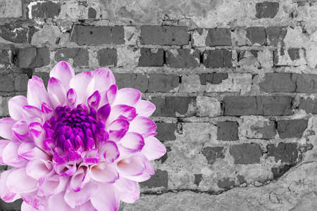 old black and white brick with traces, cracks and a dahlia flower.の写真素材