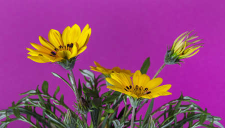 Blooming yellow flowers on a bright background.の写真素材