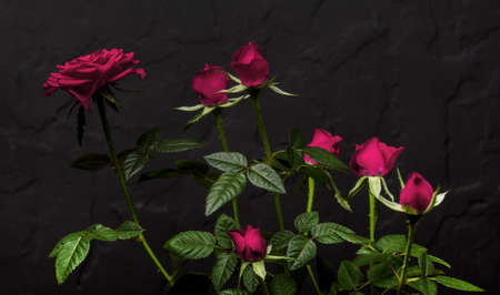 Blooming pink roses on the bushes on a dark background.の写真素材