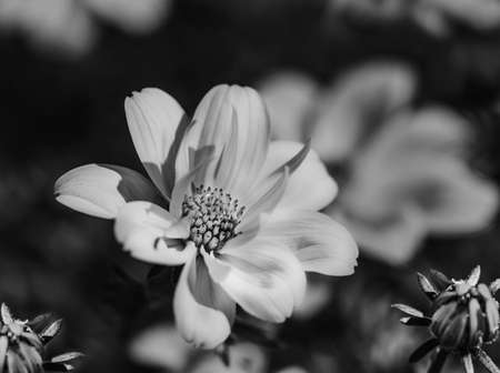 Flowers in monochrome style for designers.