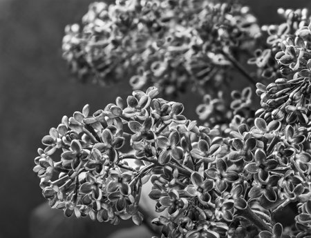 Fresh lilac flowers close-up on a blurred background. Bouquet of flowers on a black and white background.の写真素材
