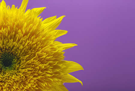part of a yellow sunflower on a bright backgroundの写真素材
