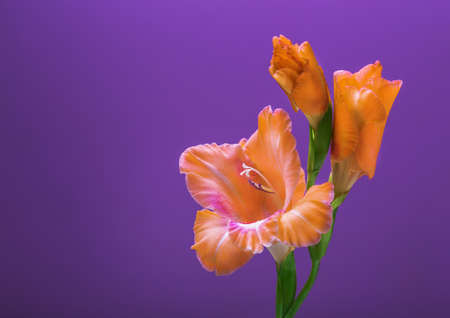 beautiful bouquet of summer flowers on a bright backgroundの写真素材