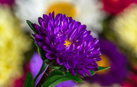 beautiful and bright background of aster flowersの写真素材