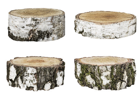 round timber from birch on a white backgroundの写真素材