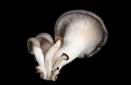 delicious organic oyster mushrooms on black backgroundの写真素材