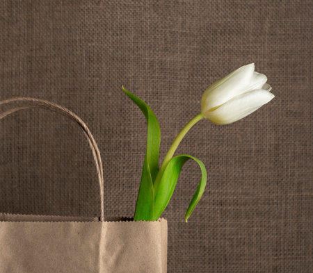 one white tulip on a vintage background in a gift bagの写真素材