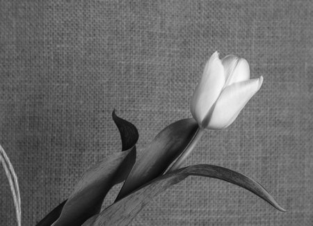 one tulip on a vintage background in black and white styleの写真素材
