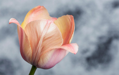 one beautiful pink tulip on vintage backgroundの写真素材