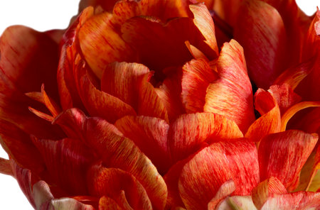 red-yellow tulip in a watercolor style on a white backgroundの写真素材