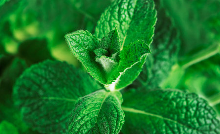 Fresh leaves of medicinal green nettle.Alternative medicine.