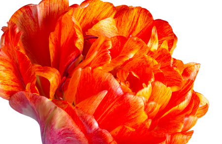 red-yellow tulip in a watercolor style on a white backgroundの写真素材