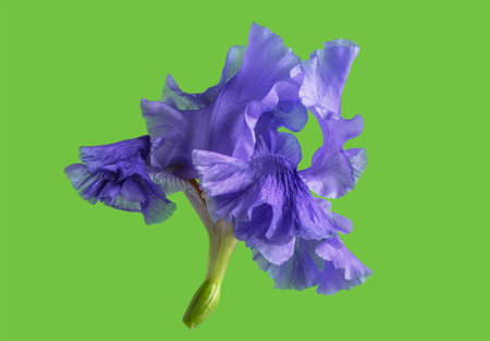 Iris flower on a bright background for designers.