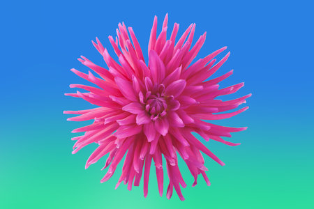 pink dahlia flower on colored backgroundの写真素材