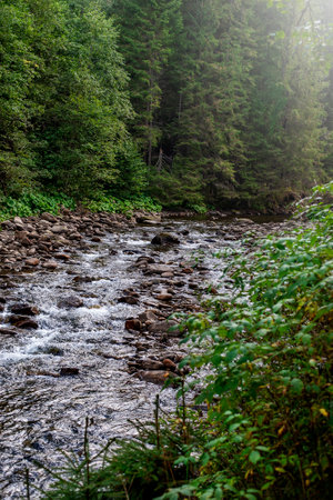 forest landscape with a small spring in the thick of the forest