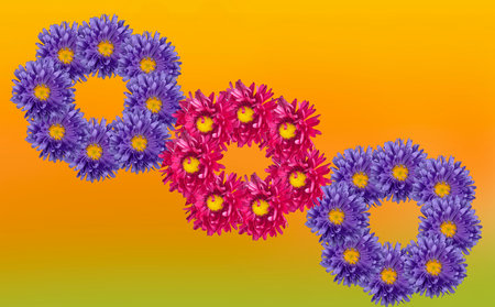 red and lilac flowers of asters on a colored backgroundの写真素材