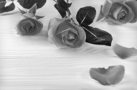 monochrome background of roses on wooden backgroundの写真素材