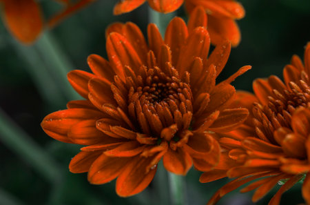 Close-up of orange chrysanthemums with water dropsの写真素材