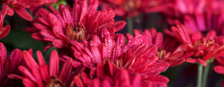 Red chrysanthemum flower closeup.Floral background. Autumn still life.の写真素材