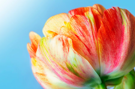 red and yellow tulip on a blue backgroundの写真素材