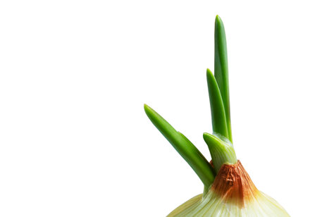 Growing green onions at home. Ecological productの写真素材