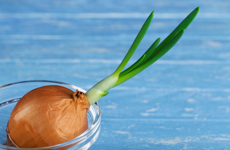 Growing green onions at home. Ecological productの写真素材