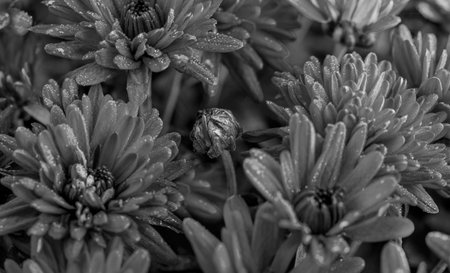 black and white photography of flowers close upの写真素材